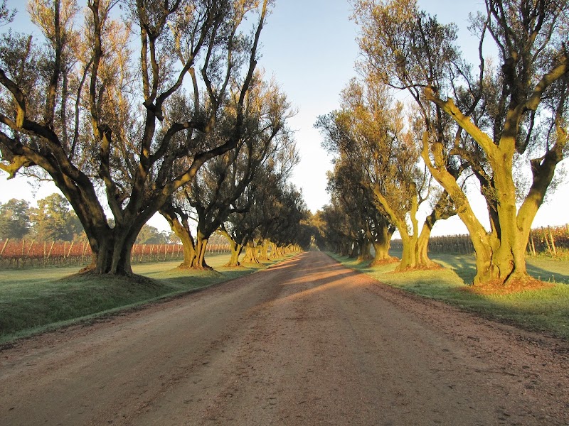 Viña Varela Zarranz - Camino de Olivos
